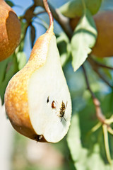 Cuted pear on tree with axis