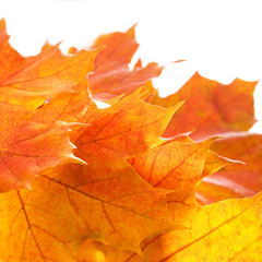 Naklejka na ściany i meble Orange autumn leaves. Space for text isolated on white.