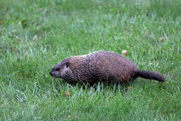 Ground hog