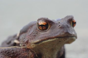 ヒキガエルのまなざし