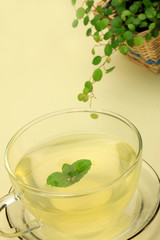 herb tea and houseplant