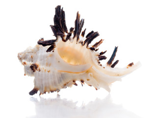 Seashell
