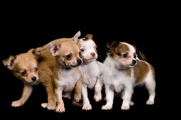 Puppies chihuahua in studio