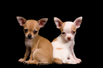 Puppies chihuahua in studio