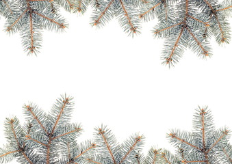 Silver Pine branches