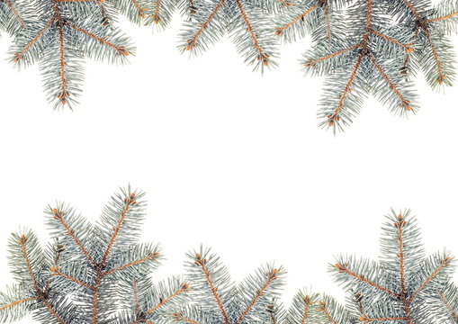Silver Pine branches