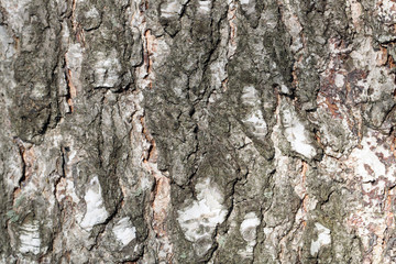 Wood Textured