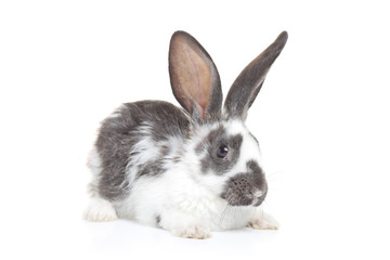 A rabbit isolated on white background