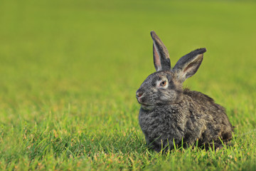 A rabbit lying in  the a green grass
