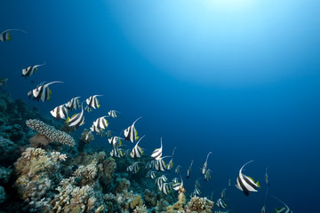 Fototapeta na wymiar ocean and schooling bannerfish