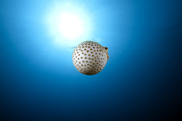 ocean and yellowspotted burrfish