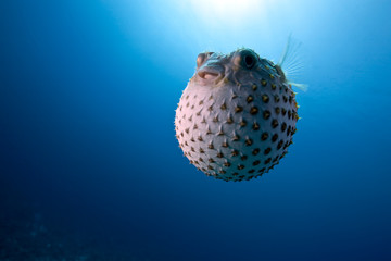 ocean and yellowspotted burrfish
