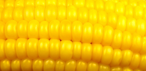 corn close-up