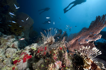 Fototapeta na wymiar ocean, lionfish and divers