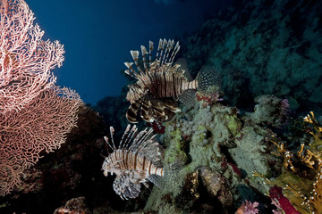 Fototapeta na wymiar ocean and lionfish