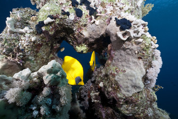 ocean and masked butterflyfish