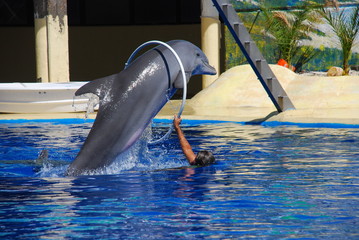 Delfin saltando © Lola Fdez. Nogales