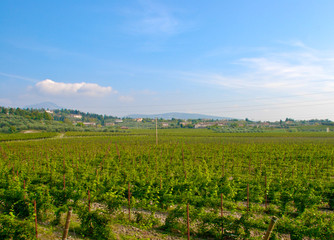 Fototapeta premium Weinreben in Italien