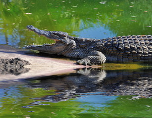 Crocodile au bord de l'eau