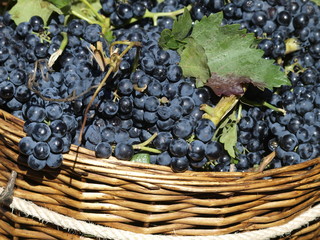Uvas negras