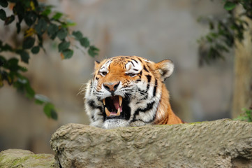 Zoo 112