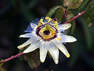 Passionsblume/blüte