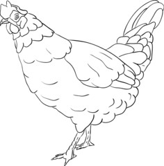 vector - hen isolated on background