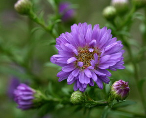 aster
