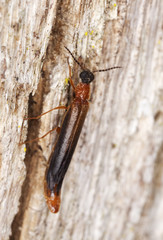 Obraz premium Lymexylon navale sitting on oak. Macro photo.