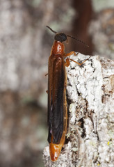 Lymexylon navale sitting on oak. Macro photo.