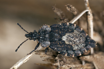 Small bug sitting on tree. Extreme close-up.