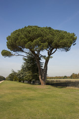 Tree on grounds of Hampton Court Palace