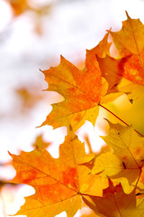 Fototapeta na wymiar Maple leaves