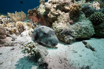 starry puffer