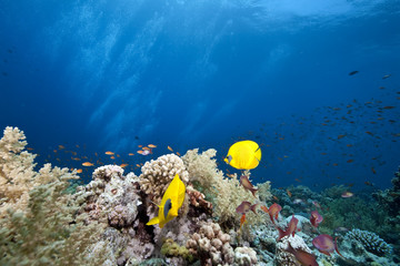 masked butterflyfish
