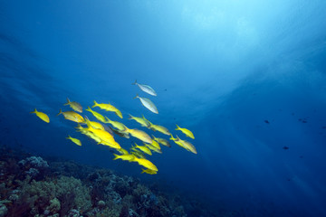 Fototapeta na wymiar yellowsaddle goatfish