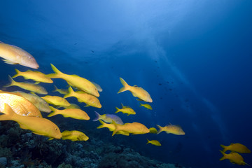 Fototapeta na wymiar yellowsaddle goatfish
