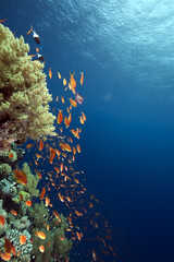 ocean, coral and fish