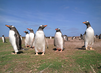 Fototapeta premium Gentoo penguins