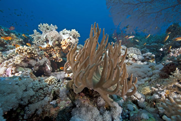 finger leather coral