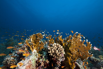 ocean, coral and fish