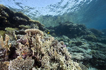 ocean, coral and fish