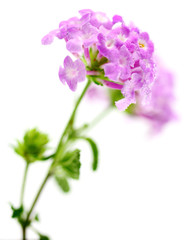 Obraz premium lantana