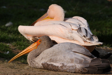 Nimmersatt und Pelikan