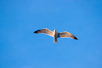 Flying Seagull