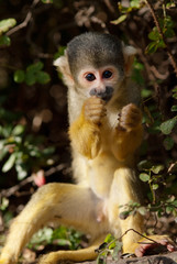 cute squirrel monkey