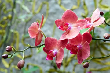 Door stickers Orchid orchid flower