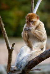 barbary ape relaxing