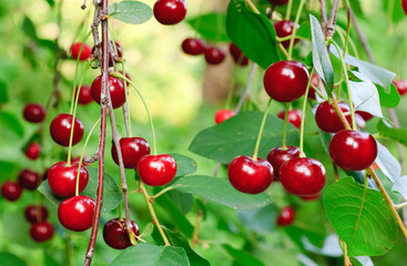twig of cherry-tree with red cherries
