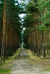 Fototapeta premium road in deep forest
